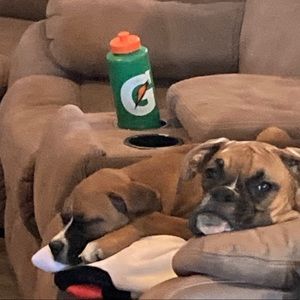 Meet your Posher, Owen